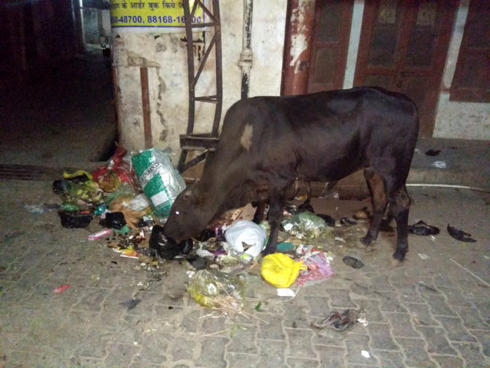 साढौरा में थाने वाली गली में लगे गंदगी के ढेर व गंदगी में मुंह मारते पशु