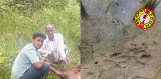 तेंदुए ने गाय को बनाया निशाना, ग्रामीणोंं में भय का माहौल कलेसर में मृत गाय को दिखाते हुए व मौके पर मिले तेंदुए के पंजों के निषान