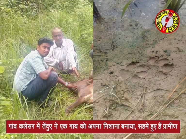 तेंदुए ने गाय को बनाया निशाना, ग्रामीणोंं में भय का माहौल