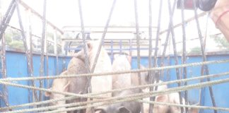 खुले में घूमते सुअर बढाएंगे नगर निगम की आमदनी…. yamunanagar hulchul income from pig | Yamunanagar