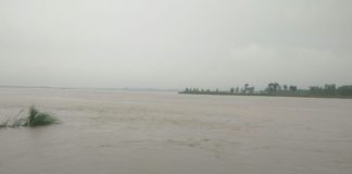 लालछप्पर, संधाला, बागवाली, जठलाना के खेतों में बाढ़ का पानी, धान व गन्ने की फसल पानी में डूबी yamunanagar hulchul radaur yamuna river flood 17 उफान पर बहती यमुनानदी।