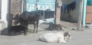 रादौर शहर में अवारा पशु किसानों की फसलों को पहुंचा रहे है भारी नुक्सान