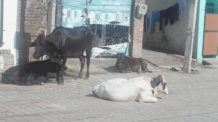 रादौर शहर में अवारा पशु किसानों की फसलों को पहुंचा रहे है भारी नुक्‍सान