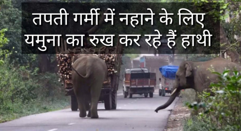 नहाने के लिए यमुना का रुख कर रहे हैं हाथी, करते हैं मस्ती, राहगीर परेशान