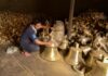 राम मंदिर के लिए अष्टधातु का 2.1 टन का वजनी घंटा, 15 किलोमीटर तक सुनाई देगी आवाज राम मंदिर के लिए अष्टधातु का 2.1 टन का वजनी घंटा बनाया जा रहा, 15 किलोमीटर दूर तक सुनाई देगी आवाज yamunanagar hulchul यमुनानगर हलचल