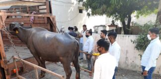 शहर में चल रही डेयरियों पर निगम ने की कार्यवाही शुरू, दो डेयरियों के पशु किए जब्त nagar nigam yamunanagar jagadhri, yamunanagar hulchul, #YamunanagarHulchul, #यमुनानगरहलचल, #यमुनानगर_हलचल, #Yamunanagar, #यमुनानगर, Yamunanagar News, Yamunanagar City News,