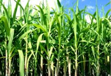 Yamunanagar : शुगर केन हार्वेस्टर एडं शुगर केन लीफ रिमूवर यंत्रों के लिए आवेदन आमंत्रित sugarcane logo, Yamunanagar, yamunanagar hulchul, digital yamunanagar, yamunanagar, yamunanagar news, district yamunanagar