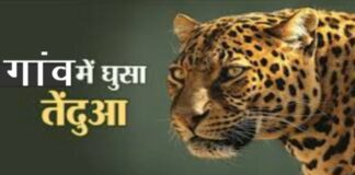 Chhachhrauli : शिक्षा मंत्री के गांव में तेंदुए की दहशत #YamunanagarHulchul, #यमुनानगरहलचल, Yamunanagar Hulchul, Yamunanagar, Leopard,