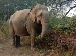 Partap Nagar : लक्ष्मी, लिली, चंचल व मोती को खाने के लिए मिलेगा तरबूज, खरबूजा, केला, खीरा व गोभी Ban Santour Yamunanagar, Yamunanagar, Yamunanagar Hulchul, Yamunanagar News,