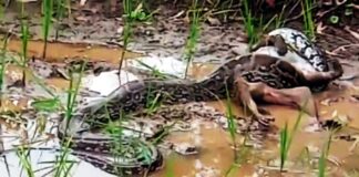 Bilaspur : अजगर ने निगला बंदर, फैली दहशत bilaspur, bilaspur hulchul, yamunanagar, yamunanagar hulchul, yamunanagar news, digital yamunanagar