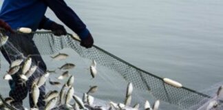 Yamunanagar : रिजर्व क्षेत्र में ठेकेदार भी मछली नहीं पकड़ सकता – मत्स्य अधिकारी fisheries deptt, Yamunanagar Hulchul, CPHH, Lips Talk, ravinder punj, punj ads, yamunanagar news, yamunanagar district, digital yamunanagar, yamunanagar