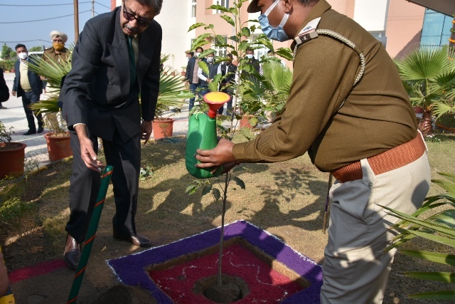 tree plantation in bilaspur court complex