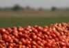 Tomato Price Today: टमाटर को चोरों की नजर से बचाकर रखें, खेत और दुकान से लाखों की चोरी, भाव पहुंचा ₹160 के पार