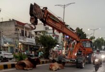 बराड़ा में सड़क पर आवारा पशुओं की वजह से लगा जाम, क्रेन भी फंसी barara news by shine bhatia